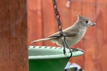 Oak Titmouse