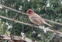 House Finch