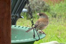 California Towhee
