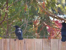 birds