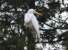 birds