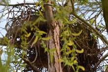 hawk nest