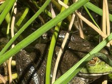 bullfrogs