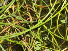bullfrogs
