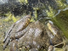 bullfrogs