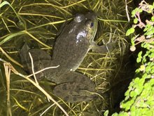 bullfrogs