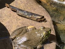 bullfrogs