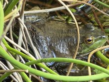 bullfrogs