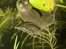 bullfrogs