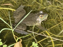 bullfrogs