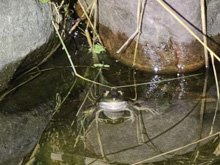 bullfrogs