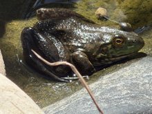 bullfrogs