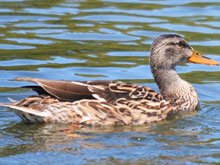 Camping at Casini Ranch