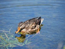 Camping at Casini Ranch