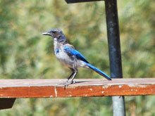 Camping at Casini Ranch