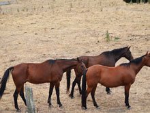 Camping at Casini Ranch