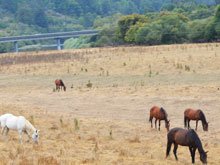 Camping at Casini Ranch
