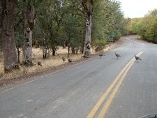 turkeys