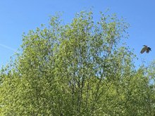 Roseland Creek Trail