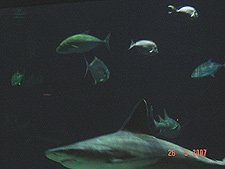 Shark Encounter