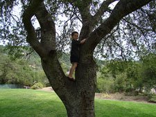 Hunter in a tree