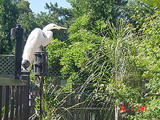 Egret