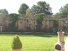 Morning Glories and Wysteria really growing!
