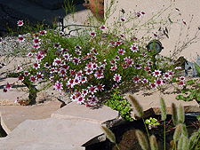 Purplow flowers...