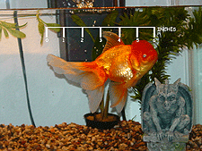 That's one big fish!