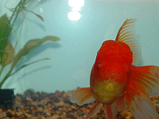 Ginger -- up close and personal...