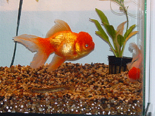 Ginger, Maryann, and Gilligan -- Gilly for short!