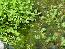 Look closely and you will see baby turle peeking out...