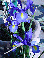 Dutch Iris