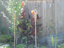 Orange flowers.