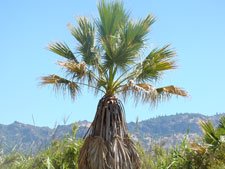 palm tree