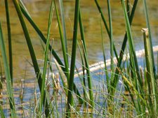 marshy waters