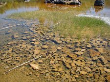 marshy waters