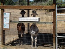Llamas