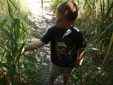 Hunter in the bamboo