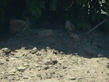 a little bird buried himself in the dirt