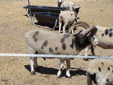 Jacob the Four Hurned Sheet