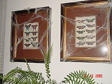 Cob webs on picture frames.
