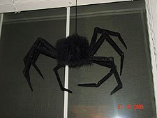 Big spider