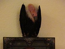 Halloween Decorations