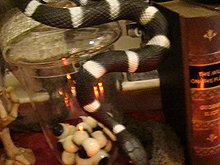 Halloween decorations