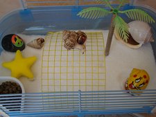 Cute hermit crab shack.