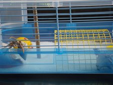 Mr. Crabs is already trying to escape!