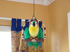 talking parrot
