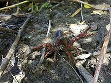 Crawdad