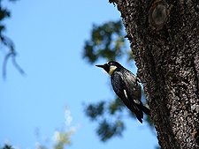 Heidi with Hunter & Ryder